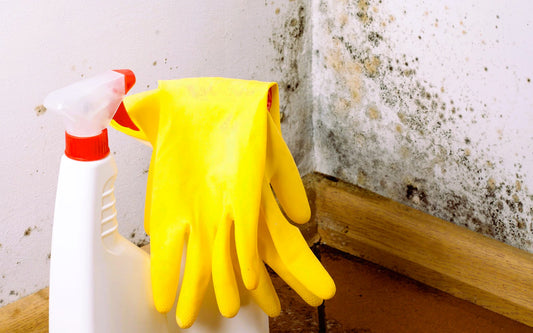 Unveiling the Hidden Dangers of Mold in Belle Meade, Tennessee: Protecting Your Home and Health