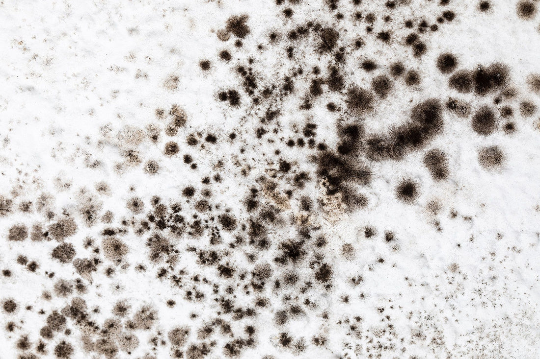 Unveiling the Hidden Dangers of Mold in Mt. Juliet, Tennessee: What You Need to Know